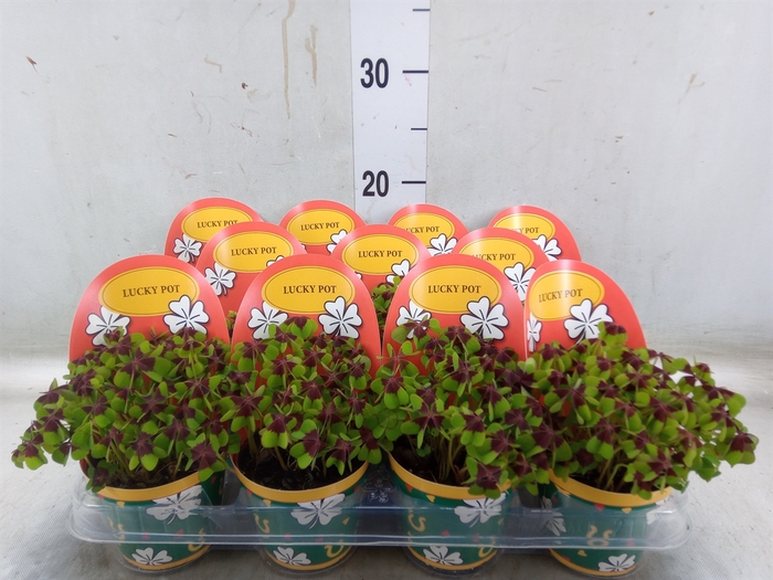 <h4>Oxalis deppei</h4>