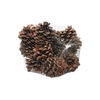 Pinecone Pinea L9/12 15 Pcs