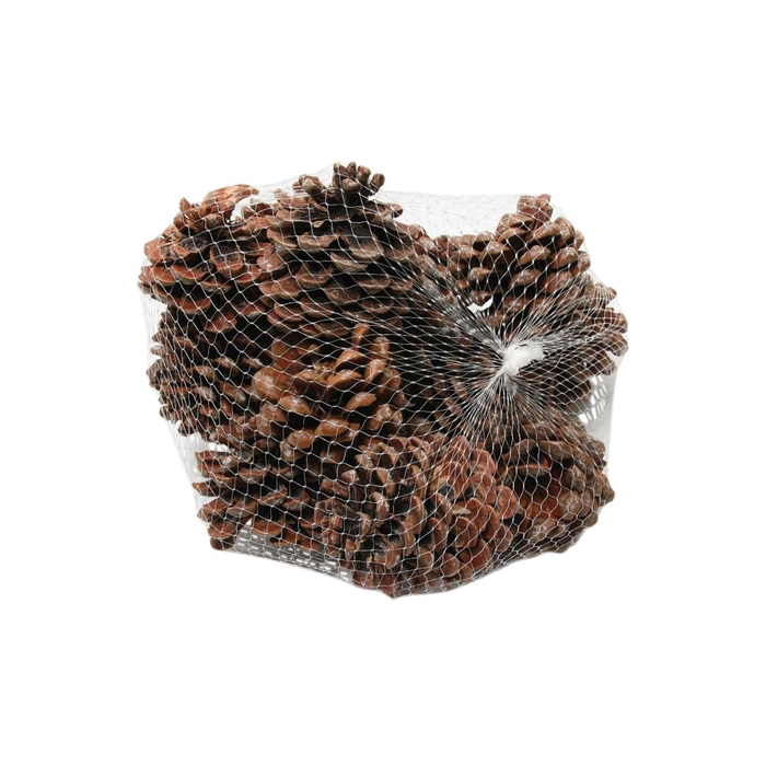 <h4>Pinecone Pinea 15 Pcs L9</h4>