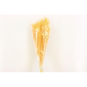 Dried Brooms Soft L Yellow Bunch