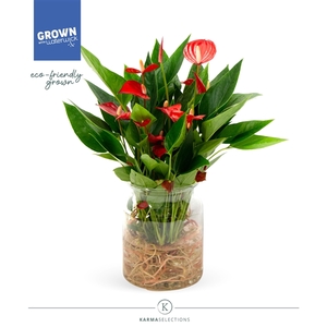 Anthurium - KARMA Million Flowers | Agua of Karma | Melkbus