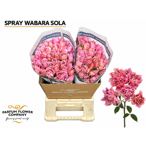 Rosa Spray a Wabara Sola