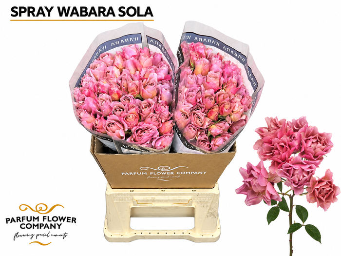<h4>Rosa Spray a Wabara Sola</h4>