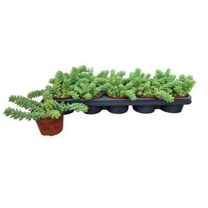 SEDUM BURRITO
