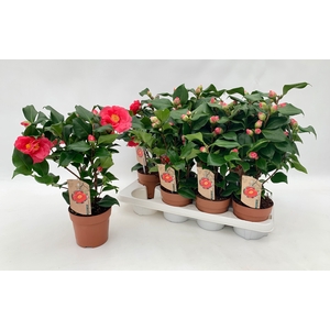 Camellia Jap Dr King 10-15 Knop