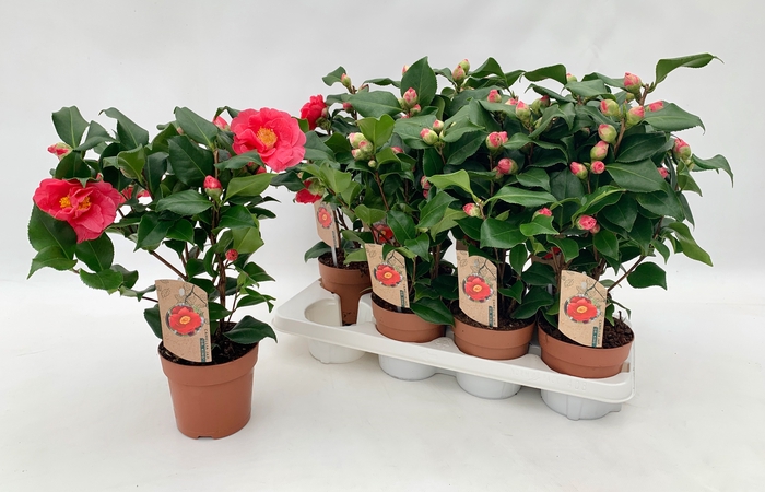 <h4>Camellia Jap Dr King 10-15 Knop</h4>