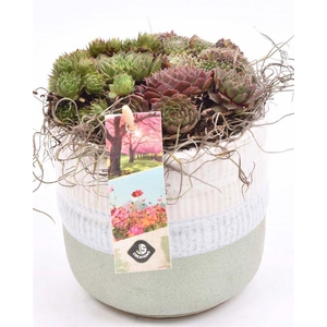 Keramiek pot wit/gr 12cm