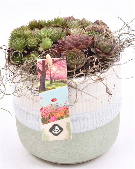 <h4>Keramiek pot wit/gr 12cm</h4>