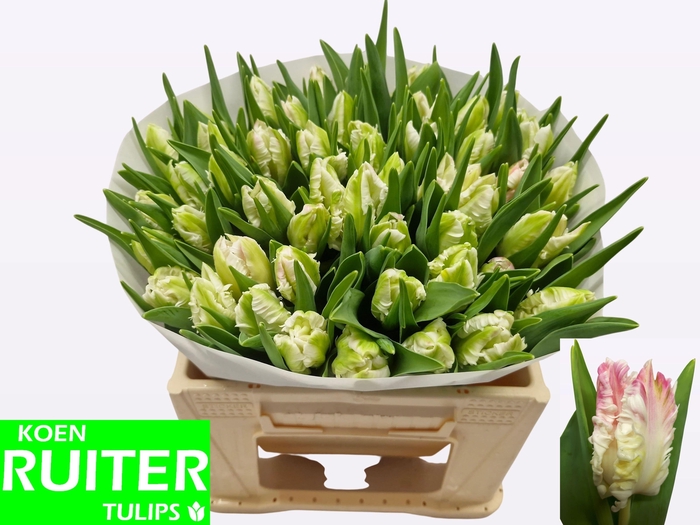 <h4>TU PA CABANNA</h4>