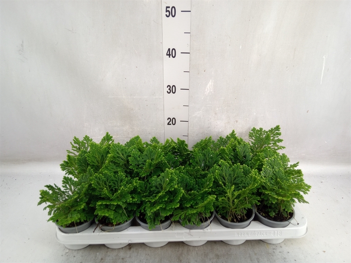 <h4>Selaginella martensii 'Jori'</h4>