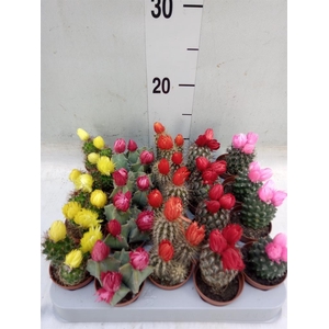 Cactus   ...decorated