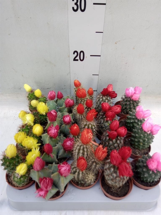 <h4>Cactus   ...decorated</h4>