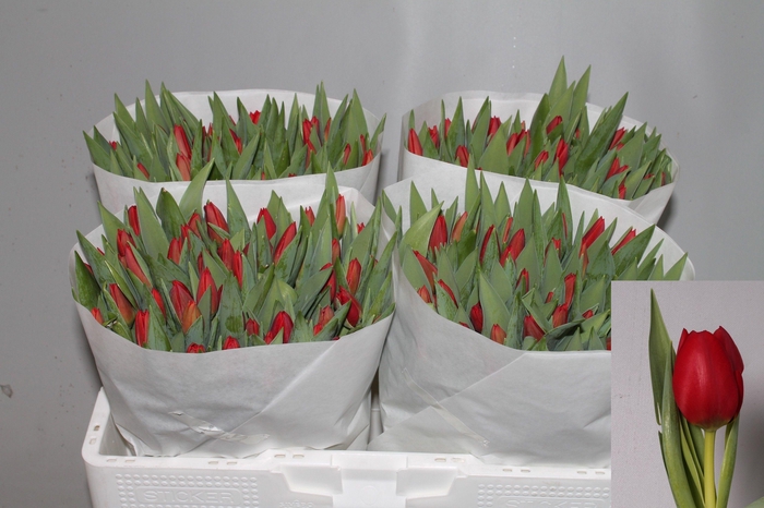 <h4>TU EN BEN VAN ZANTEN</h4>