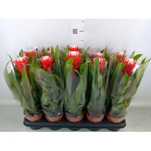 Guzmania  'Hope'