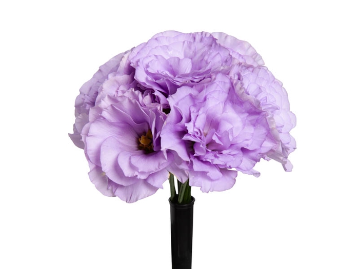 <h4>LISIANTHUS FLOR MEGALO III LAVENDER</h4>
