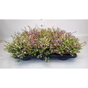 Erica darley.   ...mix 2 / pot