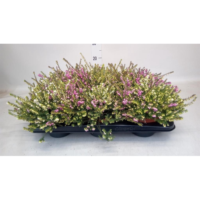 <h4>Erica darley. ...mix 2 / pot</h4>