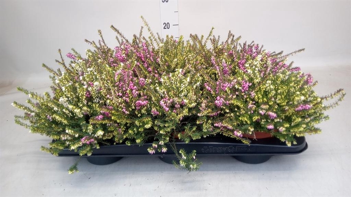 <h4>Erica darley.   ...mix 2 / pot</h4>