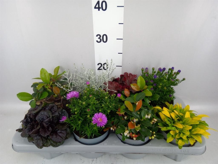 <h4>Vaste pltn en Perkplanten   ...</h4>