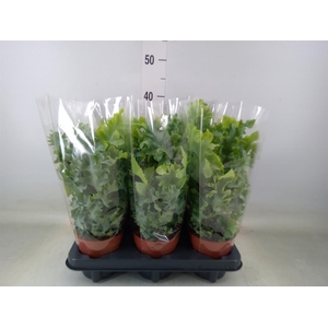 Phlebodium aureum 'Davana'