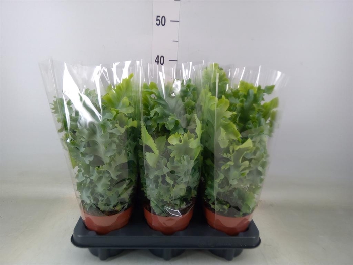 <h4>Phlebodium aureum 'Davana'</h4>