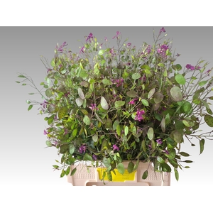Lunaria Ann Paarse P