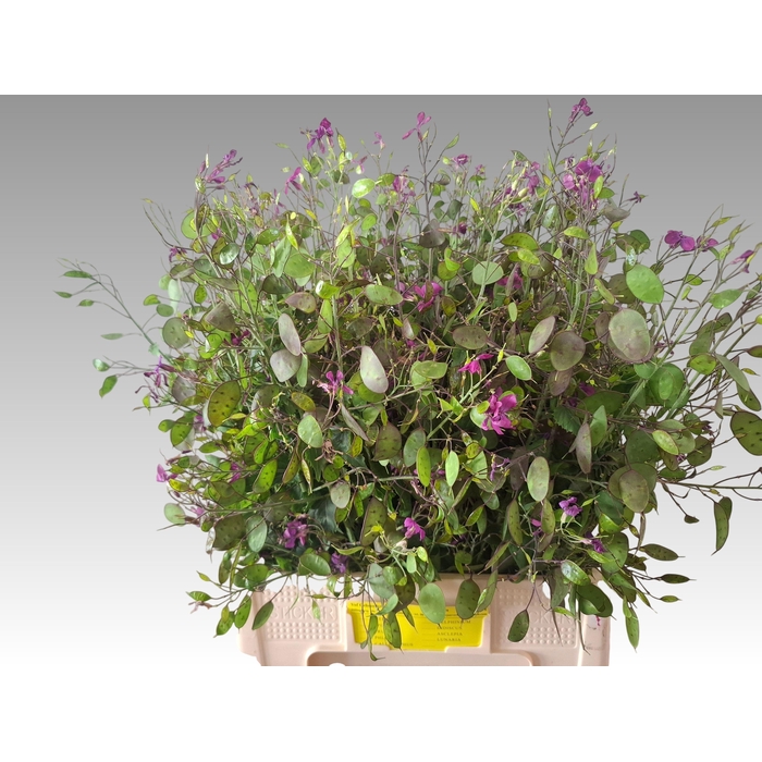 <h4>Lunaria Ann Paarse P</h4>