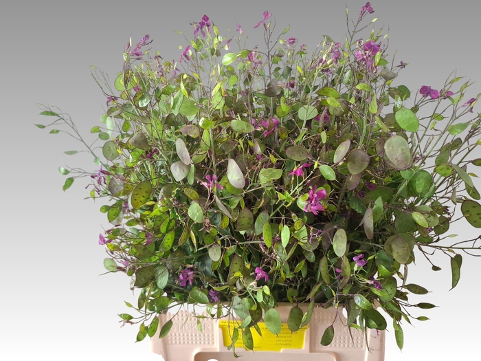 <h4>LUNARIA ANN PAARSE P</h4>