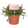 Rhipsalis Burchelli 12 cm