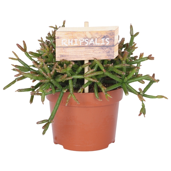 <h4>Rhipsalis Burchelli 12 cm</h4>