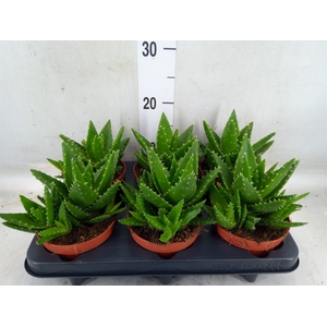 Aloe perfoliata
