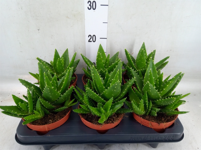 <h4>Aloe perfoliata</h4>
