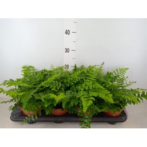 Asplenium  'Parvati'