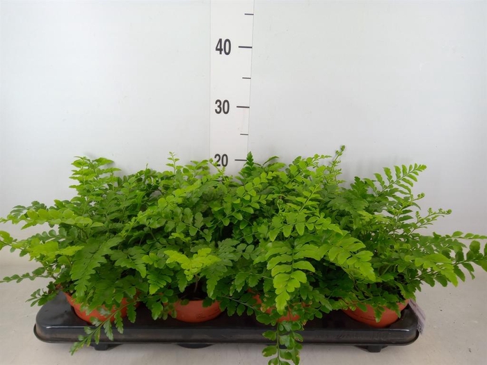 <h4>Asplenium  'Parvati'</h4>