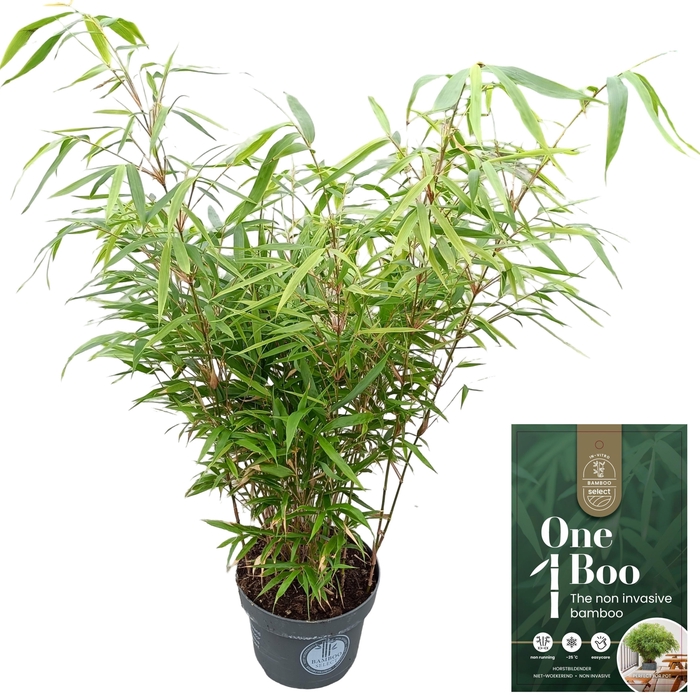 <h4>Fargesia robusta 'Formidable'</h4>
