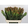 Leucadendron Laurel Yellow