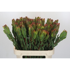 Leucadendron Laurel Yellow
