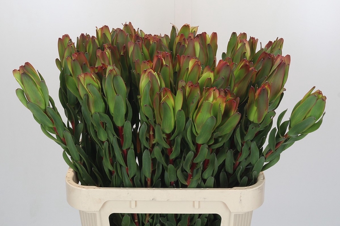 Leucadendron Laurel Yellow