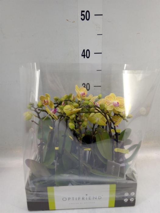 <h4>Phalaenopsis multi.   ...yellow</h4>