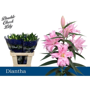 LI OR DIANTHA 2+