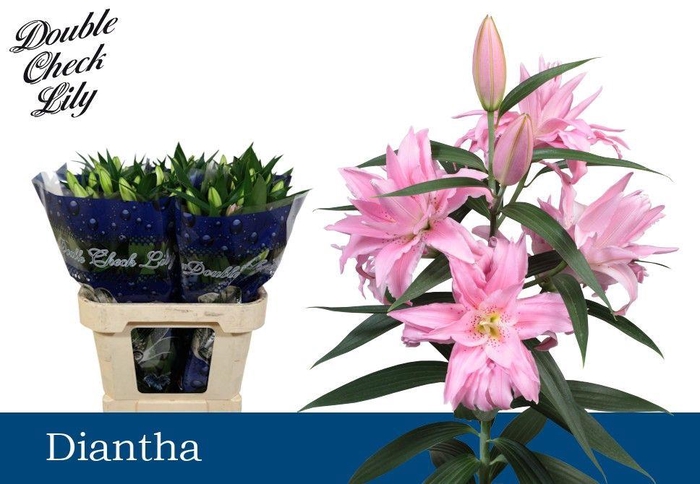 <h4>LI OR DIANTHA 2+</h4>