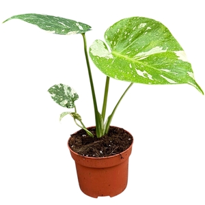 Monstera deliciosa Thai Constellati