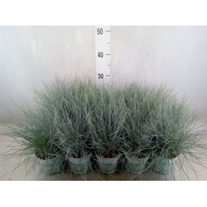 Festuca glauca 'Compacta Blue'