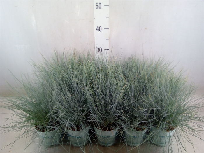 <h4>Festuca glauca 'Compacta Blue'</h4>