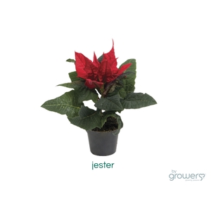 EUPHORBIA PULCH P6 JESTER