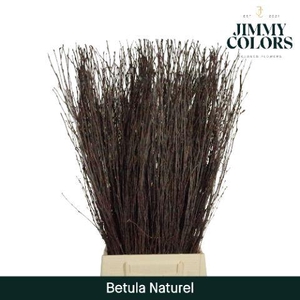 Betula L70 Naturel