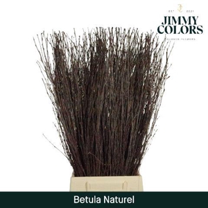 Betula L70 Naturel