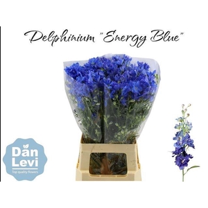 Delph En Energy Blue