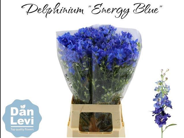 <h4>Delph En Energy Blue</h4>