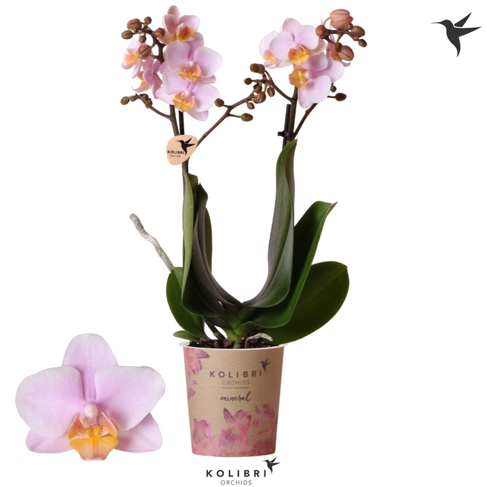 <h4>Kolibri Orchids Phalaenopsis Mineral Andorra 2 spike</h4>